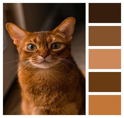 Red Cat Abyssinian Cat Image
